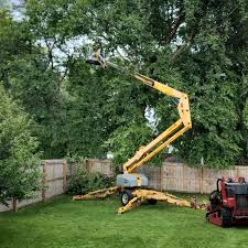 Best Storm Damage Tree Cleanup  in Cold Spring, MN