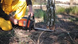 Best Tree Trimming and Pruning  in Cold Spring, MN