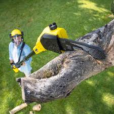 Best Stump Grinding and Removal  in Cold Spring, MN