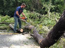 Best Utility Line Clearance  in Cold Spring, MN