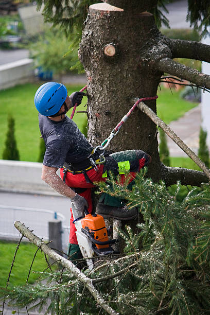 Best Commercial Tree Services  in Cold Spring, MN