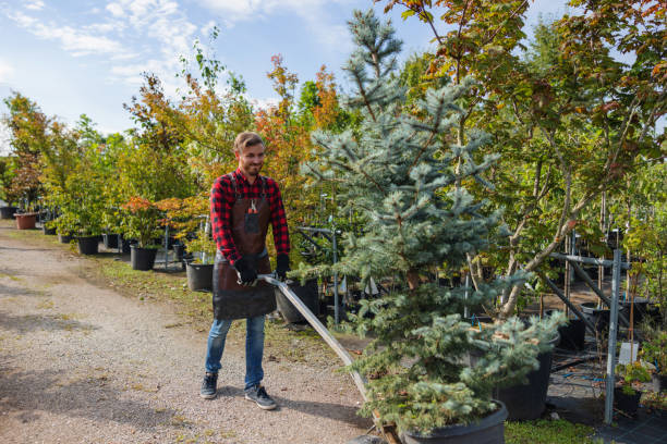 Best Tree Removal  in Cold Spring, MN