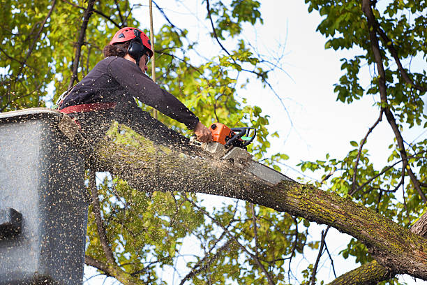 Best Palm Tree Trimming  in Cold Spring, MN