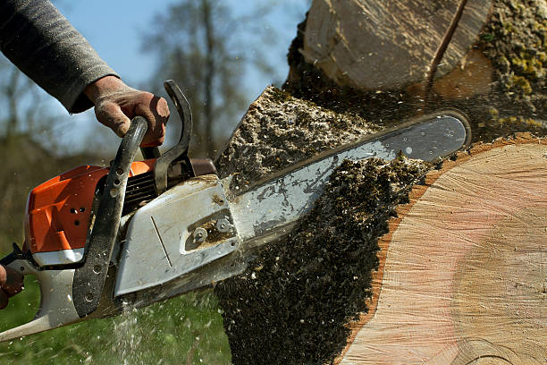 Best Stump Grinding and Removal  in Cold Spring, MN